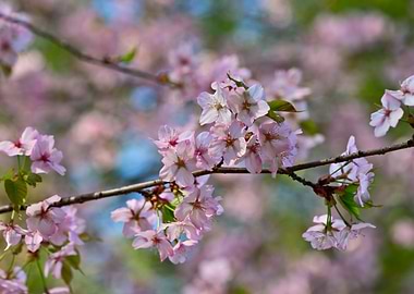Festive Pink Sakura Flower