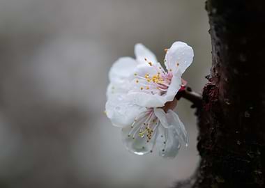 Japanese Apricot In Rain