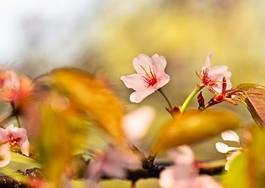 Pink Sakura Flower