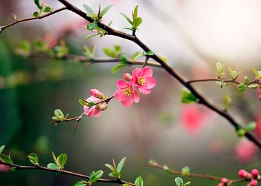 Wonder of the garden