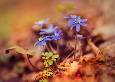 Blue Hepatica