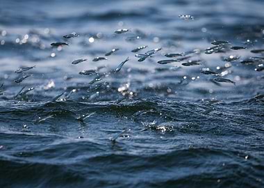 Freedom in the ocean.