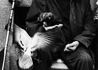 A story about the birds