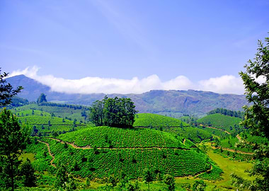 Munnar - 'hilla station' tea garden