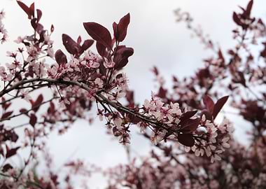 Red flower in London
