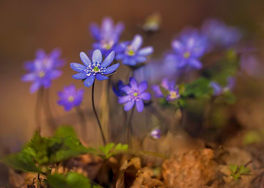 Fresh liverworts at sunrise