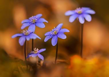 Pretty blue Hepatica