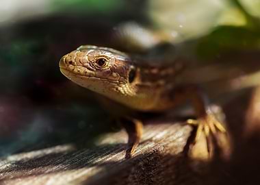 Little lizard