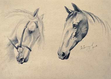 Horses