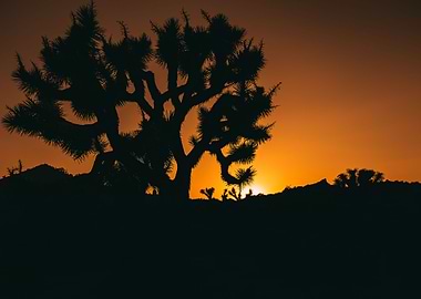 Sunset at Joshua Tree