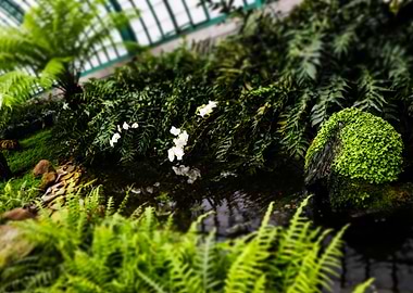Peaceful scenery - Royal Greenhouse of Brussels