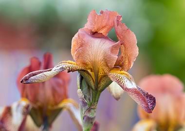iris gladiolus in the garden