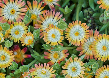 yellow sedum in spring