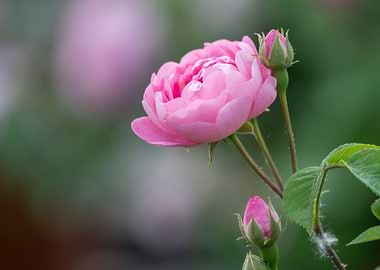 pink rose in the garden