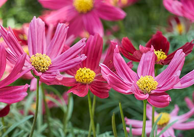 cosmos bipinnatus flower in the garden