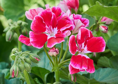 pink geranium in the garden