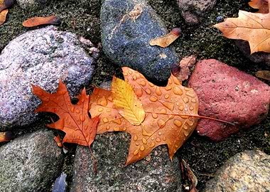 Water dropped autumn leaves on rocks