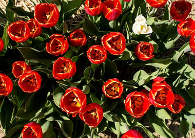 White Tulip in a Field of Red