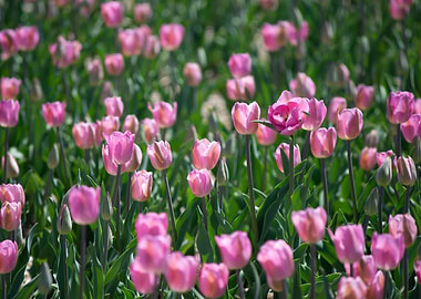 Field of Pink Tulips With Open Blooms in Sunshine