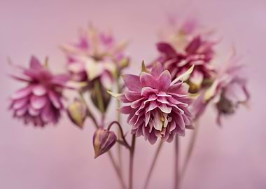Pink columbine flowers