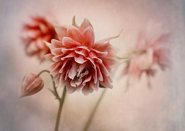Bloody red columbine flowers