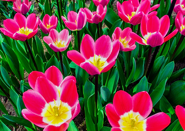 Tulips