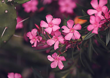 Oleander Blooms