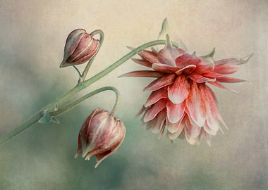 Delicate red columbine flower