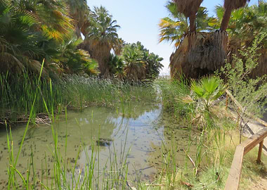 Palm Springs Pond
