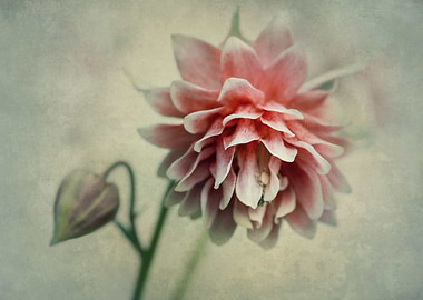 Pink and red columbine flower closeup
