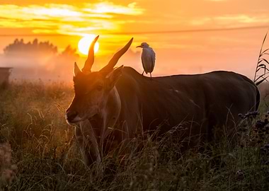 Eland sunrise with egret on its back