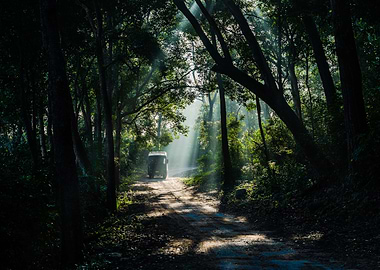 Morning mist in nature lap
