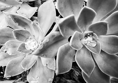 I Think You Are Succulent