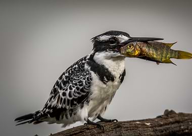 Kigfisher with breakfast
