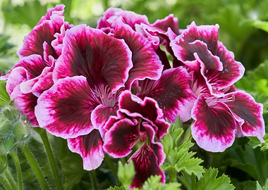 geranium in bloom in the garden