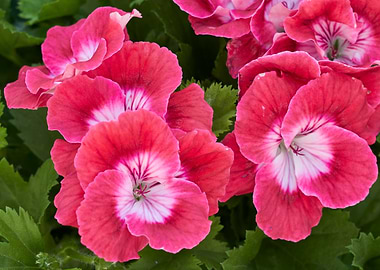 geranium in bloom in the garden