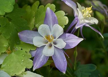 aquilegia flower in bloom in the garden