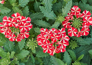 flower in bloom in the garden in spring