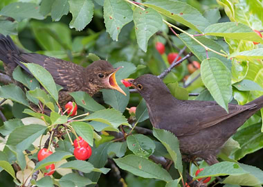 turdus merula common blackbird give food at her pu