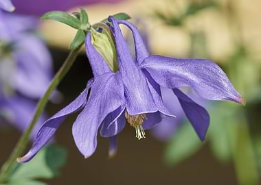 aquilegia flower in bloom in the garden