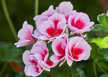 geranium in bloom in the garden
