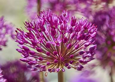 allium in bloom in the gar