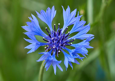cornflower in bloom in the garden