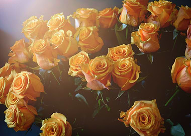 Bright Yellow Roses