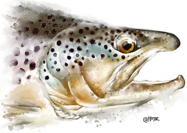 Brown trout