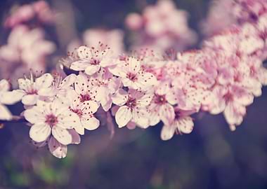 Sweet Cherry Blossom