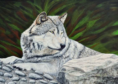 Gray Wolf in the Forest