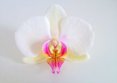 Orchid Flower
