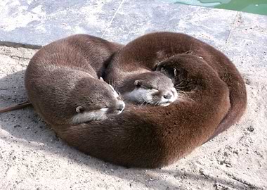 Heart of otters