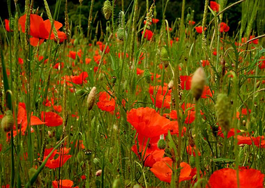 Field of poppies